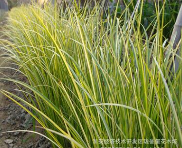 批发黄菖蒲 水生花卉植物金边菖蒲苗 园林湿地绿化图2