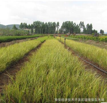 批发黄菖蒲 水生花卉植物金边菖蒲苗 园林湿地绿化图3