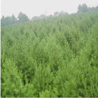批发行道绿化苗木白皮松 规格齐全优质白皮松 四季常青白皮松