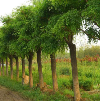 供应绿化树大量低价