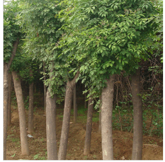 供应绿化树大量低价绿色环保