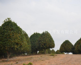 桂花（精品丹桂)