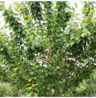 供应樱花 低价销售 质优价廉