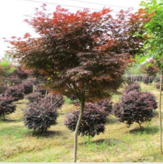 供应红枫 低价销售 质优价廉