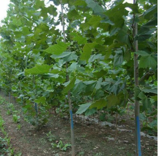 法桐 低价供应 质优价廉