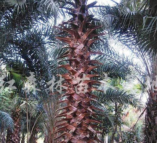 供应老人葵、华棕