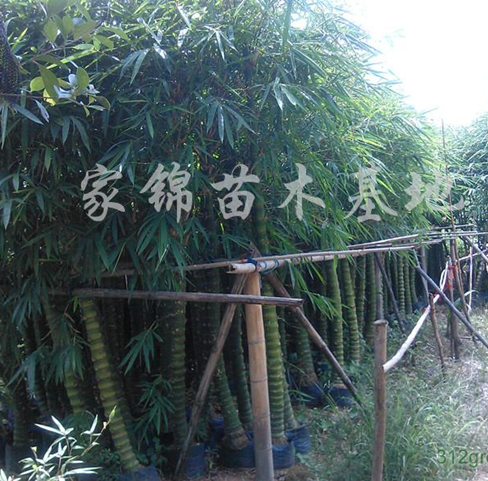 供应佛肚竹