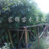 供应佛肚竹