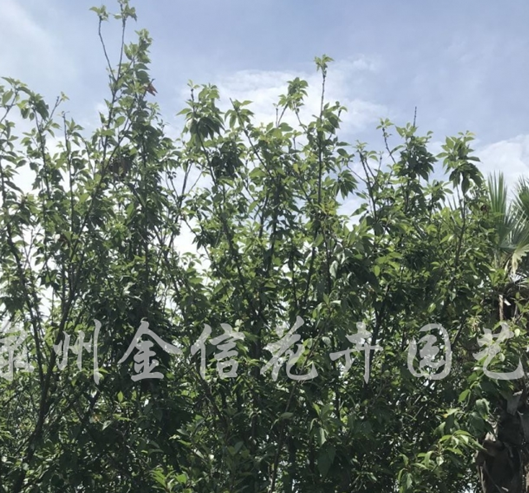 供应日本樱花头径12-14公分