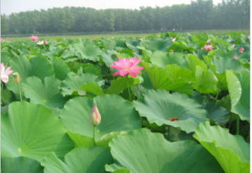 浙江湖州荷花