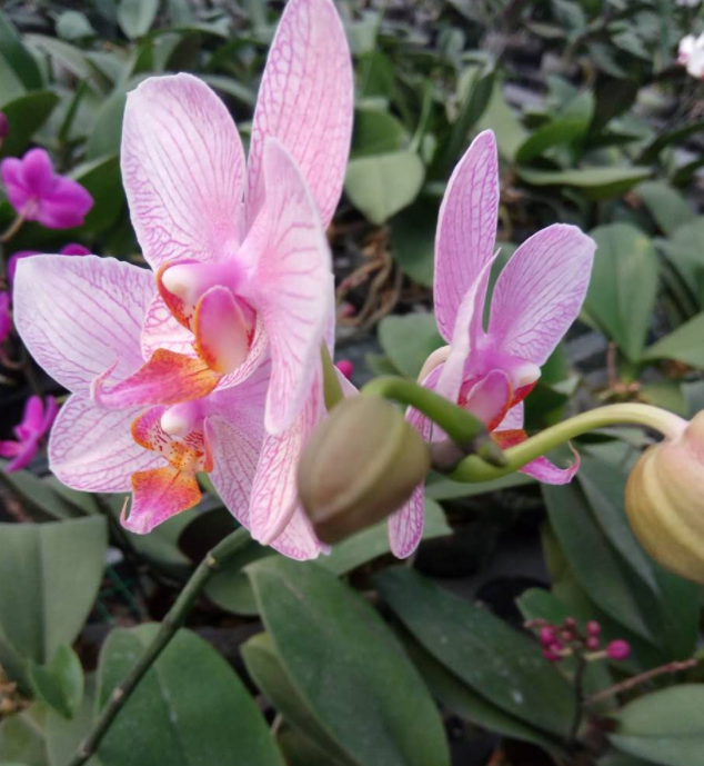 浙江温州批发出售蝴蝶兰，鲜艳高品质蝴蝶兰花出售销售，种植基地供应