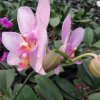 浙江温州批发出售蝴蝶兰，鲜艳高品质蝴蝶兰花出售销售，种植基地供应