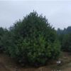 育苗基地培育白皮松 工程用3-4米白皮松 树形饱满 规格齐全易成活