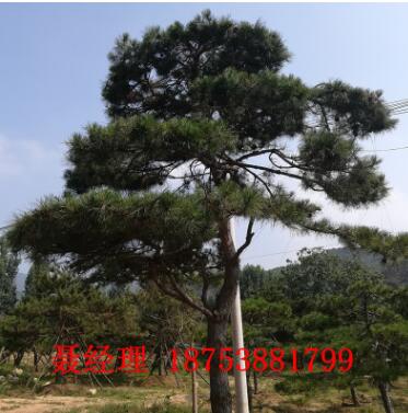 基地直销景松公园绿化用景松保证成活率批发园林观赏景松