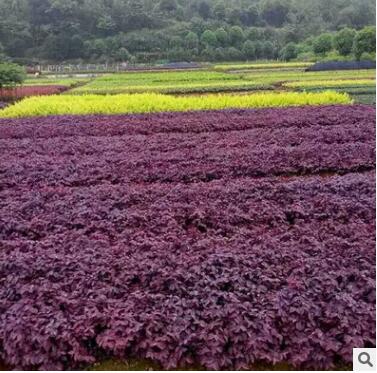 苗木基地直销 红花檵木小面 量大从优