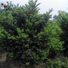 曼地亚红豆杉20年 柱形红豆杉 园艺绿化苗木