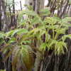矮化香椿树|0.5-0.8公分香椿树价格|大棚香椿树|红油香椿树