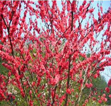 信森农业科技红叶碧桃规格 5厘米红叶碧桃红花价格