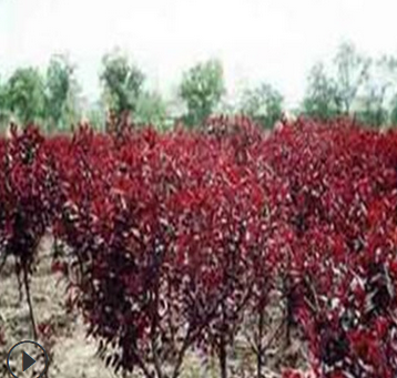 红叶李供应基地 优质8厘米红叶李批发厂家 品质纯正