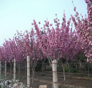 樱花树规格 樱花树批发 8厘米晚樱樱花树基地价格