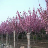 樱花树规格 樱花树批发 8厘米晚樱樱花树基地价格