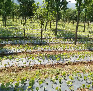 兴安县巨峰葡萄苗园林果树 巨峰果苗批发