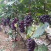 厂家供应 早熟夏黑葡萄果树 当年结果夏黑葡萄苗木 一年葡萄苗