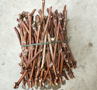 巨峰葡萄苗一年苗木 当年结果巨峰葡萄果树 巨峰葡萄苗批发