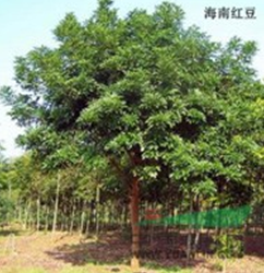 海南红豆