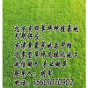 北京草坪 北京草坪销售 北京草坪价格 北京草坪厂家