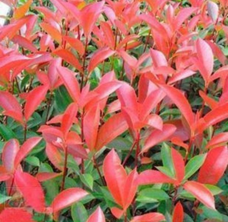 红叶石楠树苗小苗红叶石楠球红叶石楠苗纯正