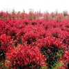 红叶石楠 大量供应 低价直销 欣荣园艺绿化