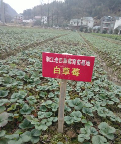 草莓苗 红颜 章姬 白草莓