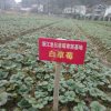 草莓苗 红颜 章姬 白草莓