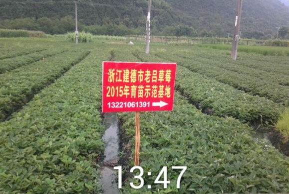 白草莓 章姬 红颜