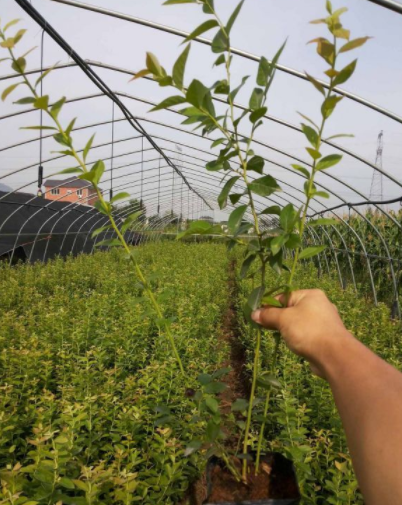 低价供应奥尼尔蓝莓苗