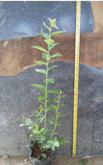 供应黛安娜蓝莓苗