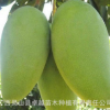 广西金煌芒果树苗 嫁接芒果苗批发 品种纯正 南方水果 直销包邮