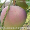 广西苗圃直销南方水果嫁接芒果苗批发 正宗澳芒果树苗 满1000包邮