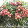 桂味荔枝果树苗 嫁接苗 当年结果 广西灵山荔枝苗批发 苗圃直销