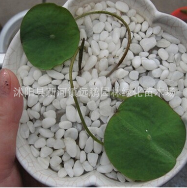 批发水培植物（碗莲种子）多色混合荷花种子莲花种子水生植物花卉图2
