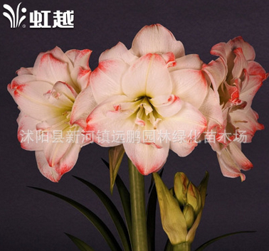 批发进口朱顶红种球 重瓣 进口多年生球根花卉 可盆栽地栽图3