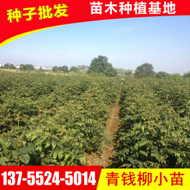 供应青钱柳小苗 优质金钱柳小苗 正宗青钱柳苗批发 基地直销