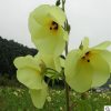 供应园林蔬菜金花葵种子别名菜芙蓉野芙蓉花黏干山榆皮药食用保健