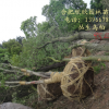 丛生乌桕、丛生朴树、榔榆、栾树、大叶女贞