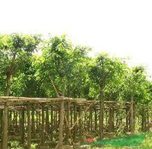 文盛苗木场大量供应大叶榕10-20公分袋苗