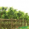 文盛苗木场大量供应大叶榕10-20公分袋苗
