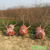 园艺场基地直售8公分绛桃苗 根系发达易成活 易管理量大从优
