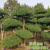 苗圃现货供应对节白蜡树形优美质优价廉2-3米高度造型对节白蜡