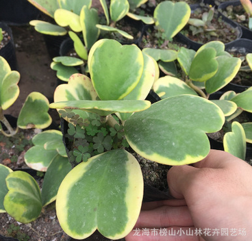 心叶球兰锦 爱心4-5片叶片小老桩 多肉植物批发稀有变异品种花卉